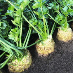 Seler Carla f1 10 000 nasion Primed Pellets ST